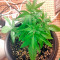 Sugar Mango Ryder Auto (World of Seeds)