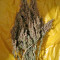 White Bhutanese feminized seeds