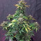 Haze XXL Autoflowering (Dinafem Seeds)
