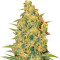 Semillas feminizadas Critical Sensi Star (Delicious Seeds)