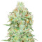Jägg Kush (Delicious Seeds)