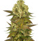 Sour Blueberry regular (Humboldt Seeds Organization)