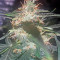 Lemon OG Haze Auto (Nirvana Seeds)