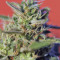 Wild Rose feminized seeds