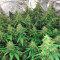 00 semi femminizzati Kush