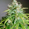 Amnesia Lemon