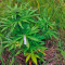 CBD Auto Compassion Lime feminizada