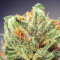 CBD Cherry Kush Seeds
