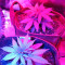 Critical Jack Herer Auto Seeds