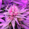 Graines de cannabis Double Dutch regular (Serious Seeds)