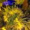 Flowerbomb Kush (Strain Hunters)