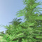 Outdoor Grapefruit (Female Seeds)