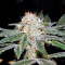 SAD Sweet Afgani Delicious S1 fem (Sweet Seeds)