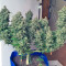 Semillas feminizadas Black Jack (Sweet Seeds)