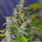 Ice Cool Auto feminized seeds