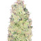 Ramses Seeds