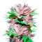 Auto Dark Purple feminized seeds
