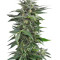 Haze XXL Autoflowering (Dinafem Seeds)