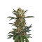 Original Amnesia feminized seeds