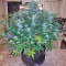 Girl Scout Cookies Auto Auto Seeds