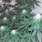 Lithium OG Kush Seeds