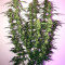 OG Kush Seeds (Dr. Krippling Seeds)