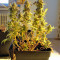 Wappa feminized seeds