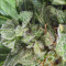 Graines de cannabis Auto NL (Female Seeds)