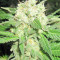 Diesel Glue (BCN Diesel) (Kannabia Seeds)