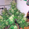 Blue Mystic cannabis strain