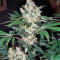 Diesel Seeds (Dinafem Seeds)