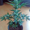 Flash Seeds - Cannabis Strain Seeds for Sale
