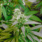 Satori Seeds