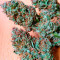 Serious 6 regular seeds