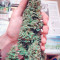 White Widow (Vision Seeds)