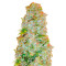 Auto AK-77V feminized seeds
