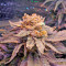 Fruit Punch (Heavyweight Seeds)