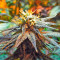 Graines de cannabis Mango Skunk (Nirvana Seeds)