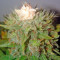 Pato #1 (Kannabia Seeds)