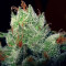 Graines féminisées de Super Lemon Haze (GHS)