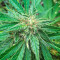 AK-48 Seeds
