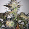Blue Velvet feminized seeds