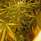 Graines de cannabis Brazil Amazonia (World of Seeds)