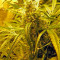 Graines de cannabis Brazil Amazonia (World of Seeds)