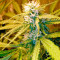 Chronic Haze Seeds