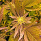 Critical Kush (Dinafem Seeds)