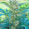 Semi femminizzati Critical Mass CBD