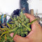 Mikromachine Auto (Kannabia Seeds)