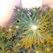 Pure Power Plant regular (Nirvana Seeds)