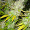 Royal Creamatic Auto (RQS)